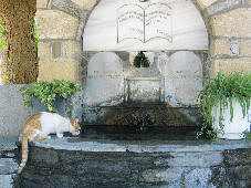 Eine der vielen Katzen von Rhodos